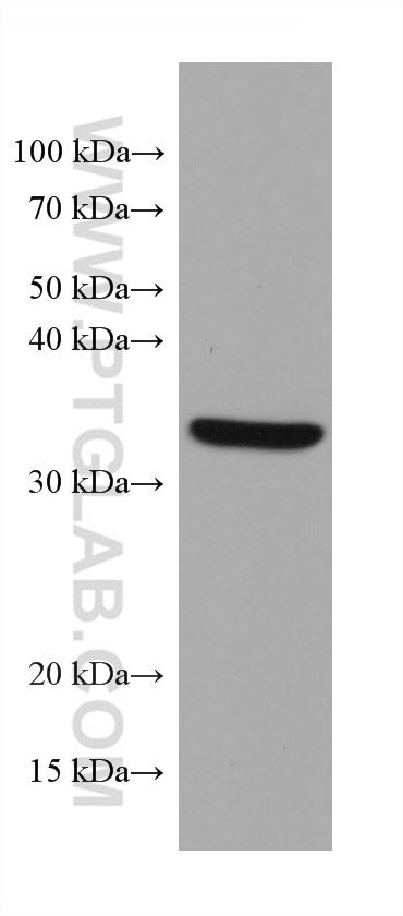 Western Blot (WB) analysis of A549 cells using MCL1 Monoclonal antibody (66026-1-Ig)