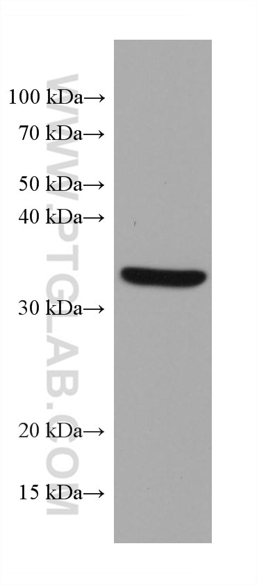 WB analysis of A549 using 66026-1-Ig