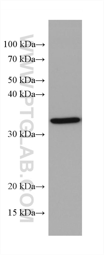 Western Blot (WB) analysis of A431 cells using MCL1 Monoclonal antibody (66026-1-Ig)