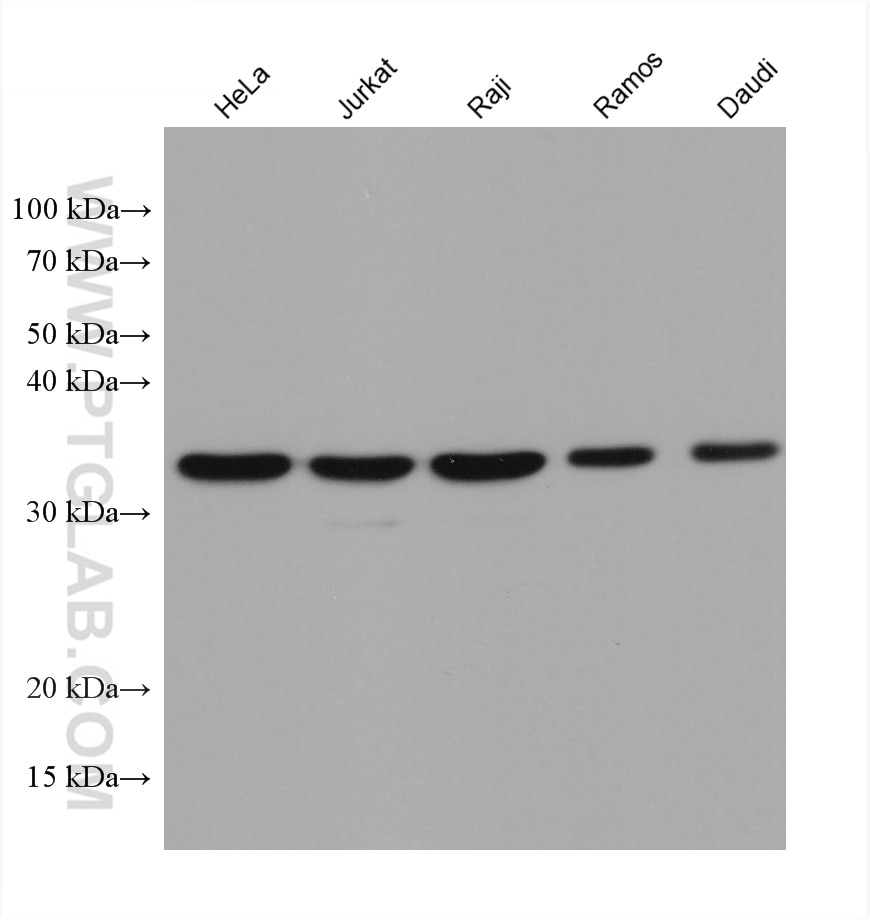 Western Blot (WB) analysis of various lysates using MCL1 Monoclonal antibody (66026-1-Ig)