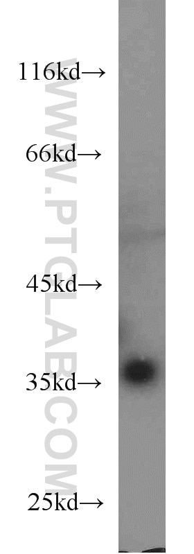 Western Blot (WB) analysis of HeLa cells using MCL1 Monoclonal antibody (66026-1-Ig)