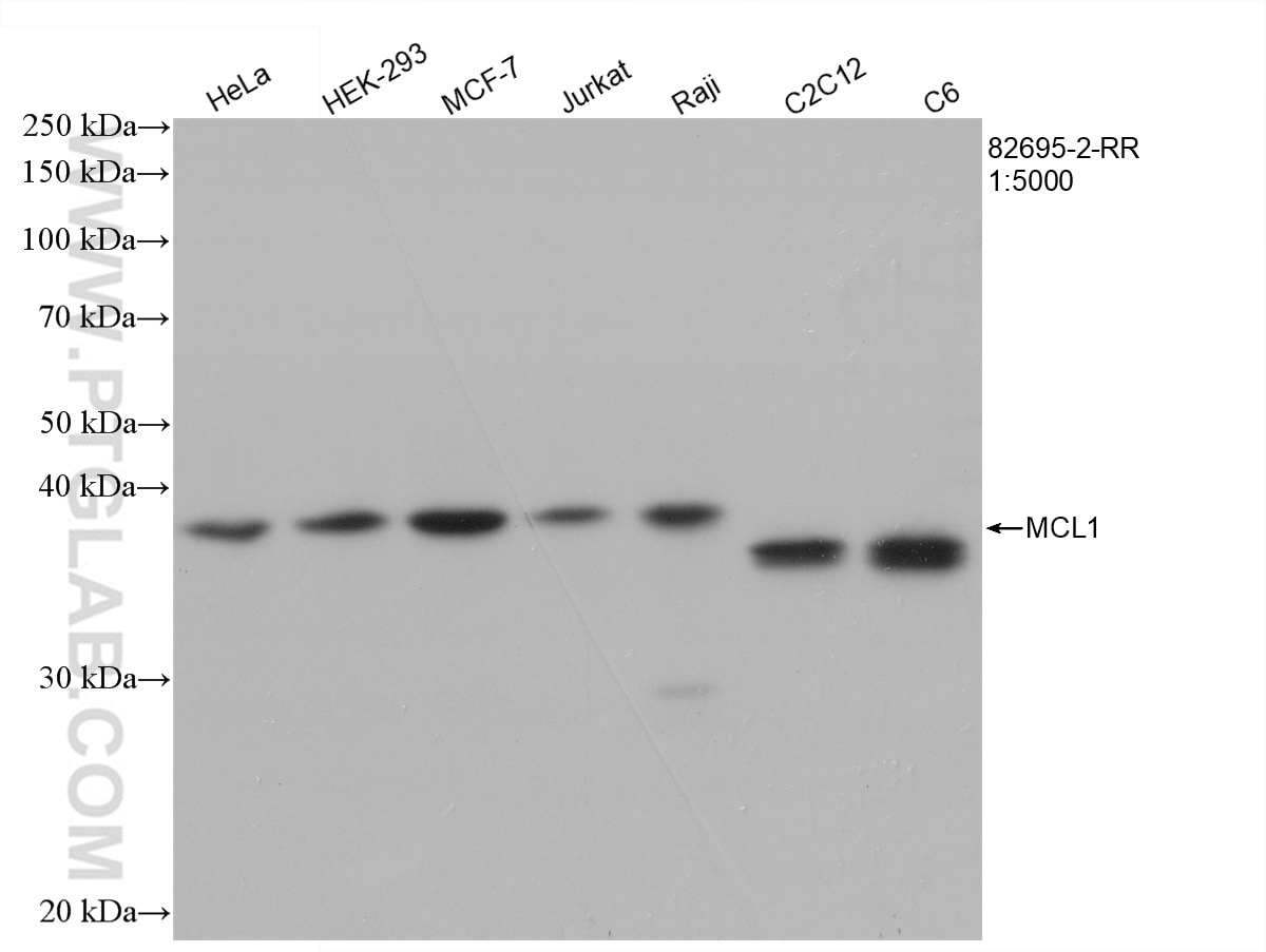 Western Blot (WB) analysis of various lysates using MCL1 Recombinant antibody (82695-2-RR)