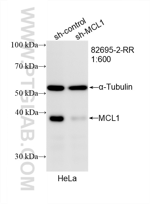 Western Blot (WB) analysis of HeLa cells using MCL1 Recombinant antibody (82695-2-RR)