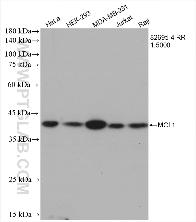 Western Blot (WB) analysis of various lysates using MCL1 Recombinant antibody (82695-4-RR)