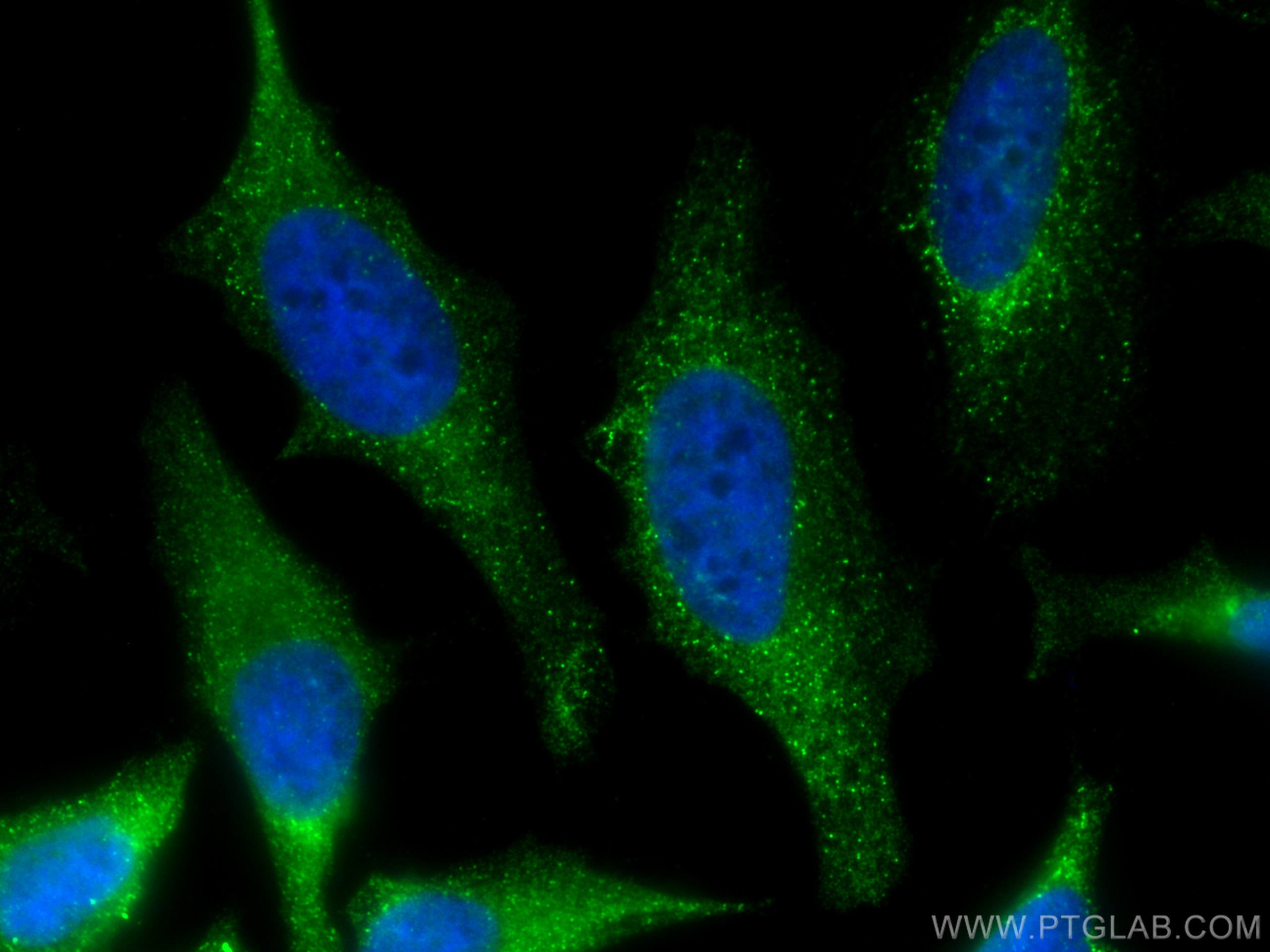 IF Staining of HeLa using CL488-66026