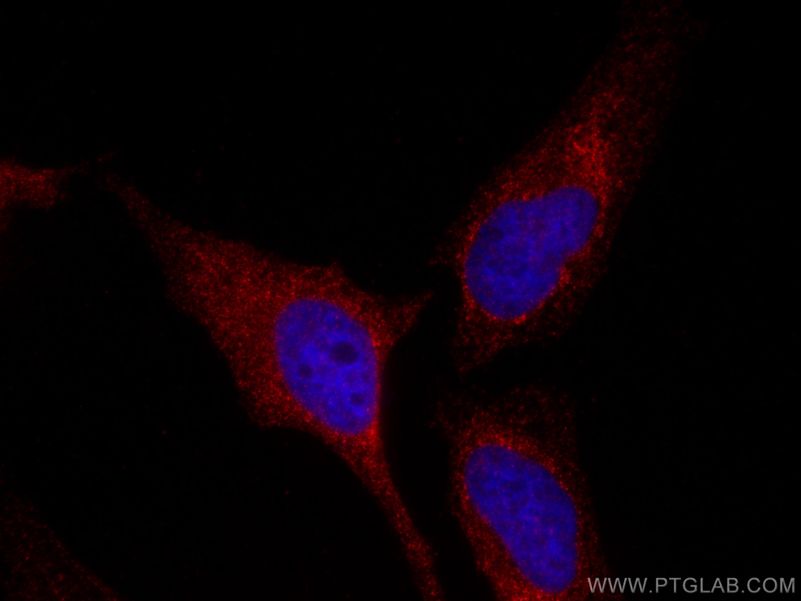 Immunofluorescence (IF) / fluorescent staining of HeLa cells using CoraLite®594-conjugated MCL1 Monoclonal antibody (CL594-66026)