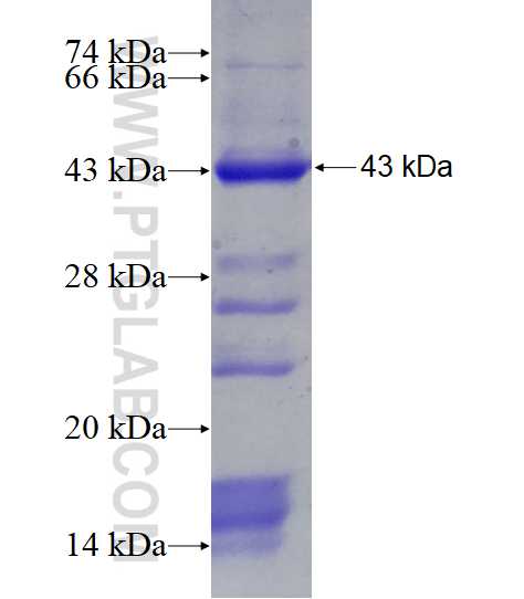 MCL1 fusion protein Ag10609 SDS-PAGE