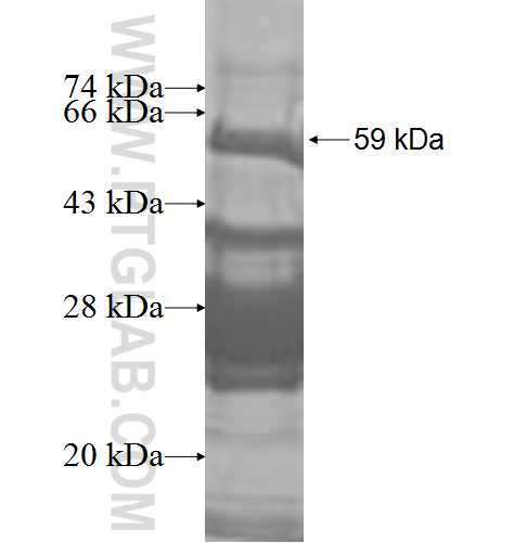 MCL1 fusion protein Ag9546 SDS-PAGE