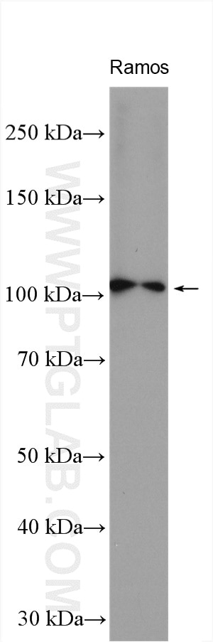 Western Blot (WB) analysis of Ramos cells using MCM10 Polyclonal antibody (12251-1-AP)