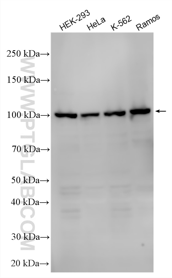 Western Blot (WB) analysis of various lysates using MCM10 Polyclonal antibody (12251-1-AP)