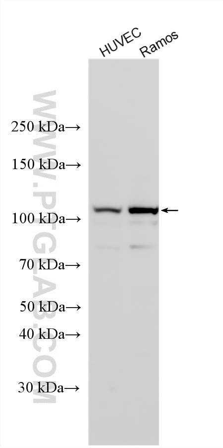 Western Blot (WB) analysis of various lysates using MCM10 Polyclonal antibody (12251-1-AP)