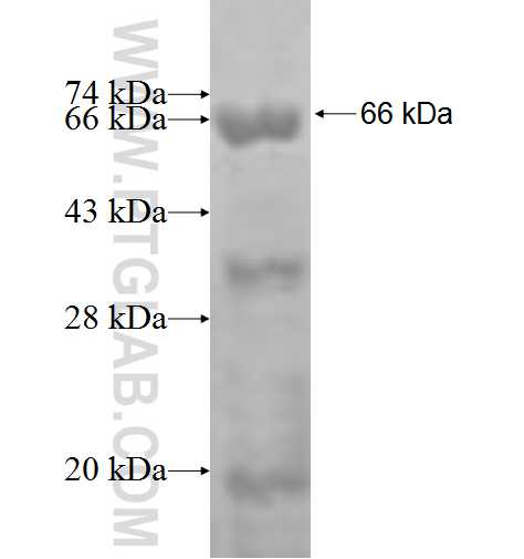 MCM10 fusion protein Ag2899 SDS-PAGE