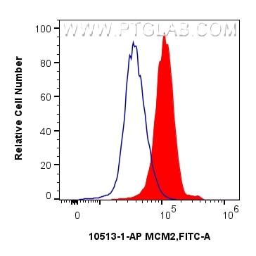 1x10^6 HeLa cells were intracellularly stained with 0.25 ug MCM2 Polyclonal antibody (10513-1-AP) and CoraLite®488-Conjugated Goat Anti-Rabbit IgG(H+L) (SA00013-2)(red),  or 0.25 ug Isotype Control (blue). Cells were fixed and permeabilized with Transcription Factor Staining Buffer Kit (PF00011). Flow cytometry (FC) experiment of HeLa cells using MCM2 Polyclonal antibody (10513-1-AP)