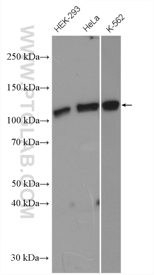 Western Blot (WB) analysis of various lysates using MCM2 Polyclonal antibody (10513-1-AP)