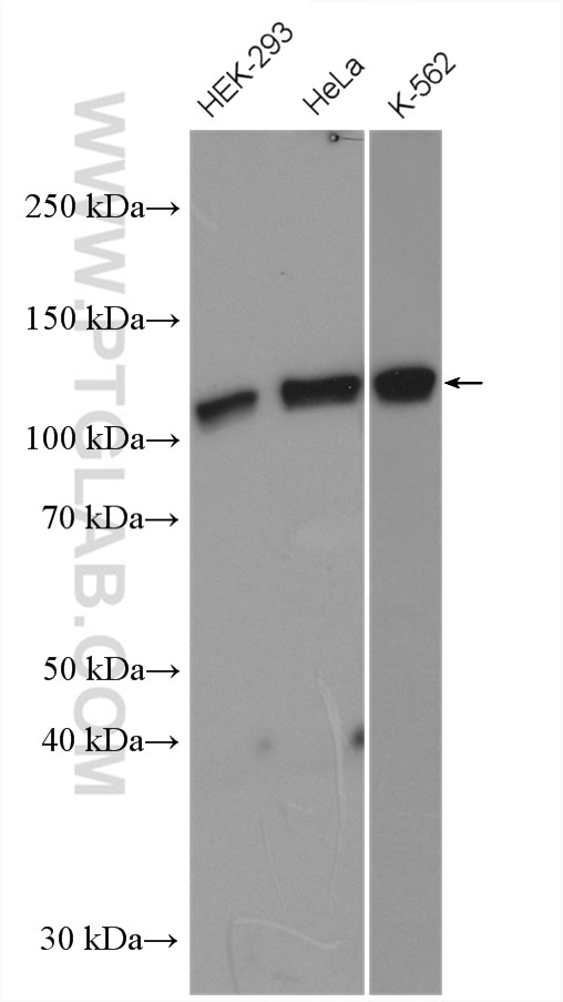 WB analysis using 10513-1-AP