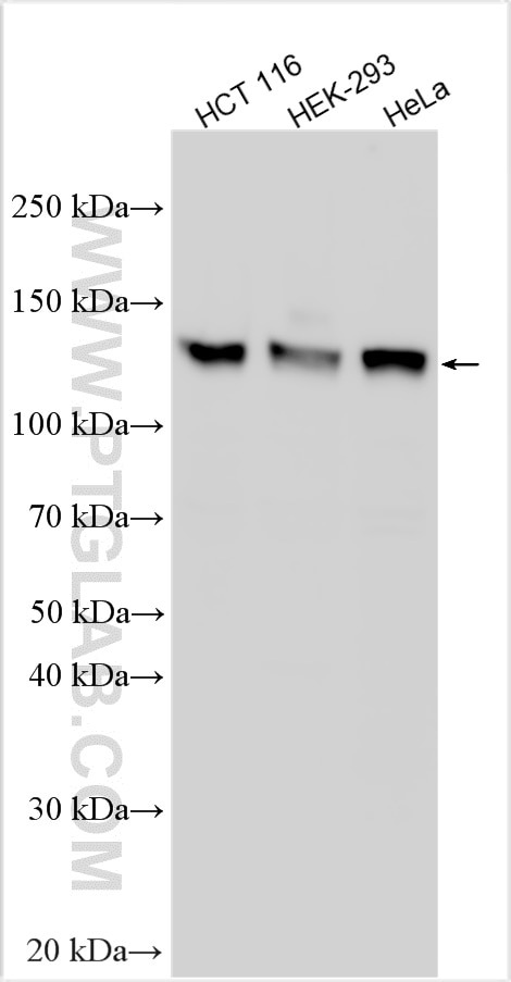 Western Blot (WB) analysis of various lysates using MCM2 Polyclonal antibody (10513-1-AP)