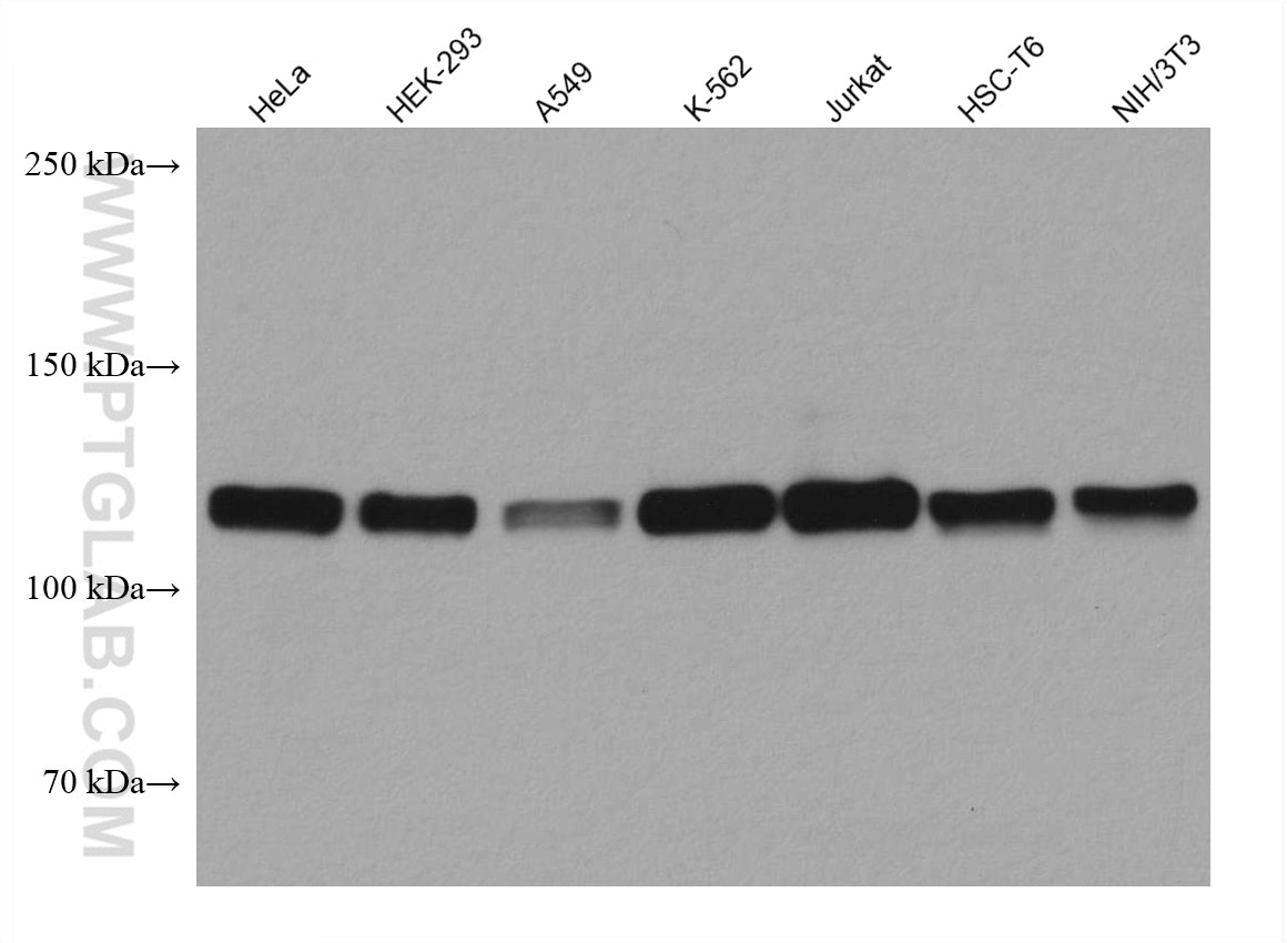 Western Blot (WB) analysis of various lysates using MCM2 Monoclonal antibody (66204-1-Ig)