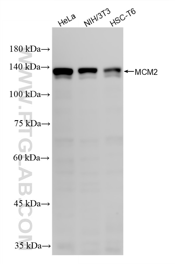 WB analysis using 84511-9-RR (same clone as 84511-9-PBS) Western Blot (WB) analysis of various lysates using MCM2 Recombinant monoclonal antibody (84511-9-RR)