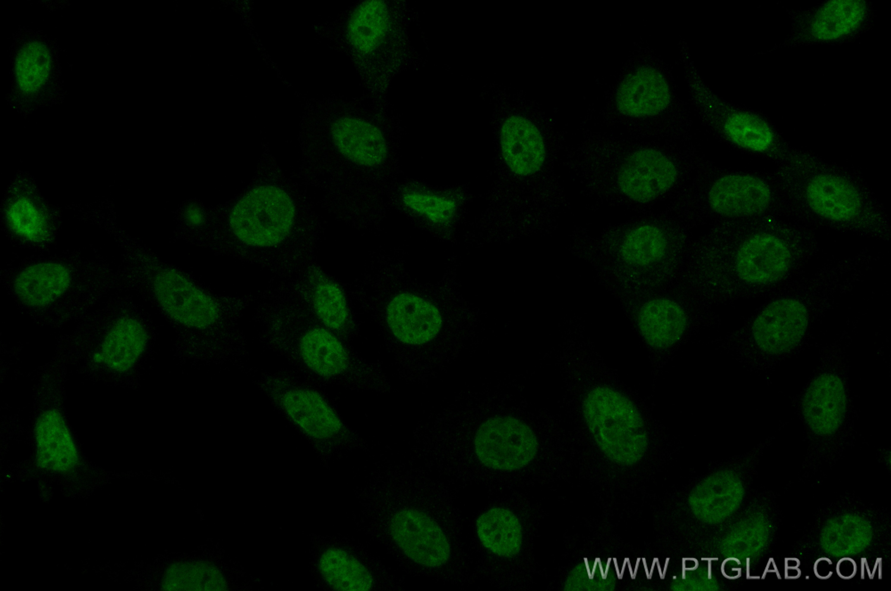 Immunofluorescence (IF) / fluorescent staining of MCF-7 cells using CoraLite® Plus 488-conjugated MCM2 Monoclonal anti (CL488-66204)