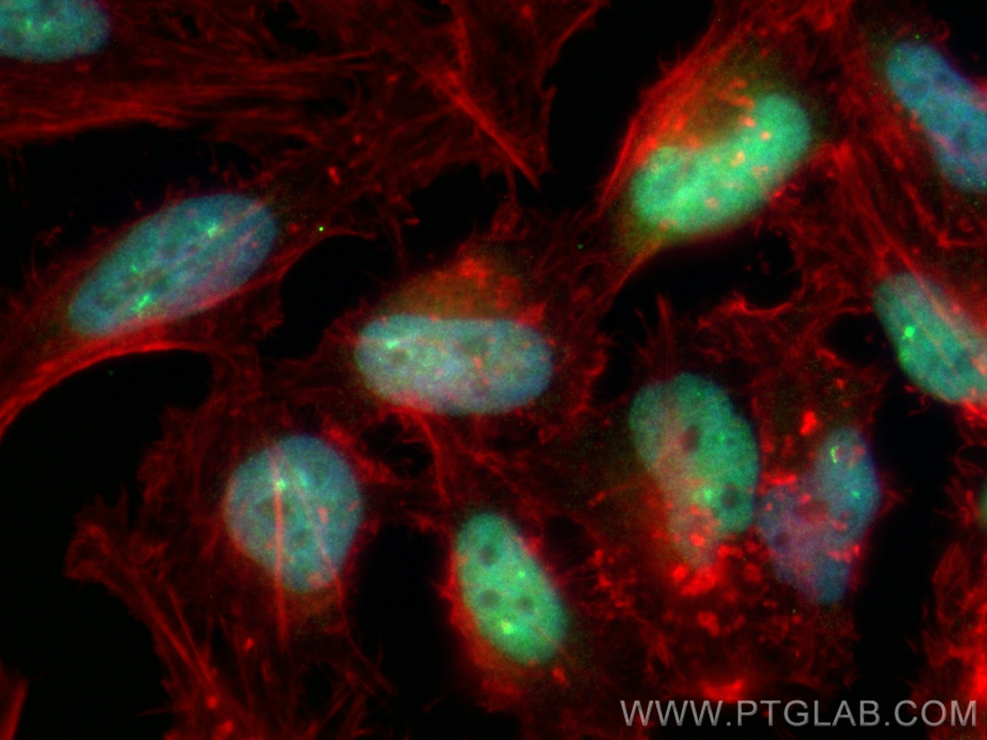 Immunofluorescence (IF) / fluorescent staining of HeLa cells using CoraLite® Plus 488-conjugated MCM2 Recombinant ant (CL488-84511-2)