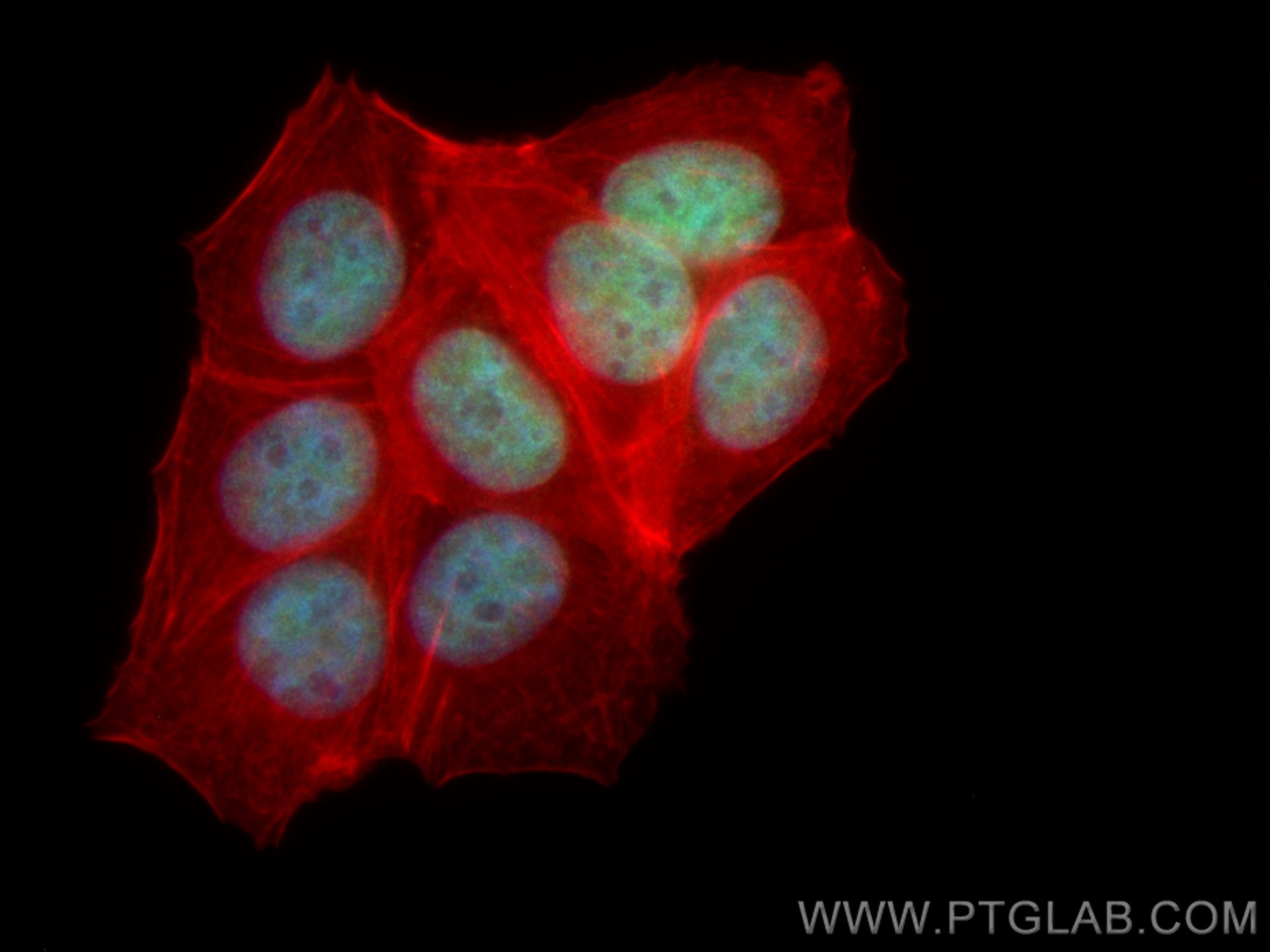 Immunofluorescence (IF) / fluorescent staining of MCF-7 cells using CoraLite® Plus 488-conjugated MCM2 Recombinant ant (CL488-84511-2)