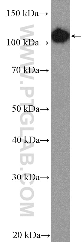 Western Blot (WB) analysis of Raji cells using MCM3 Polyclonal antibody (15597-1-AP)