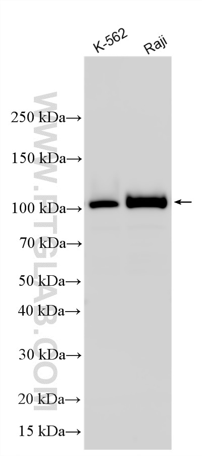 WB analysis using 15597-1-AP Western Blot (WB) analysis of various lysates using MCM3 Polyclonal antibody (15597-1-AP)
