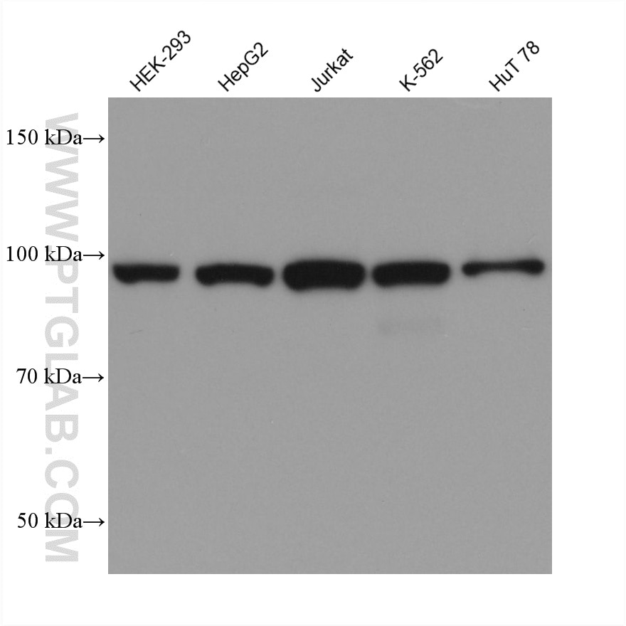 WB analysis using 60939-1-Ig Western Blot (WB) analysis of various lysates using MCM3 Monoclonal antibody (60939-1-Ig)