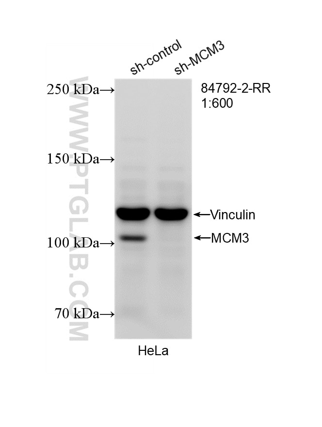 Western Blot (WB) analysis of HeLa cells using MCM3 Recombinant antibody (84792-2-RR)