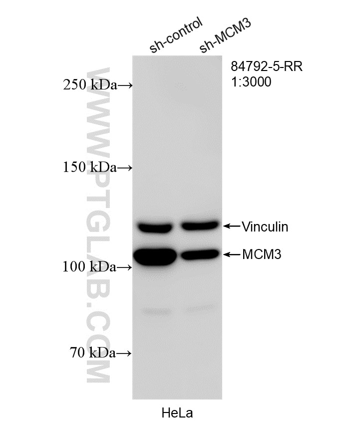 Western Blot (WB) analysis of HeLa cells using MCM3 Recombinant antibody (84792-5-RR)