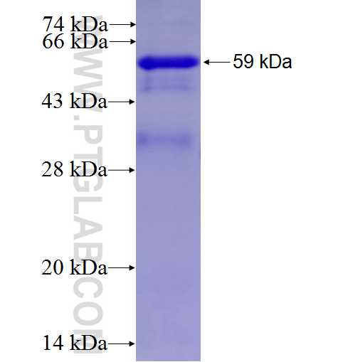MCM3 fusion protein Ag7966 SDS-PAGE