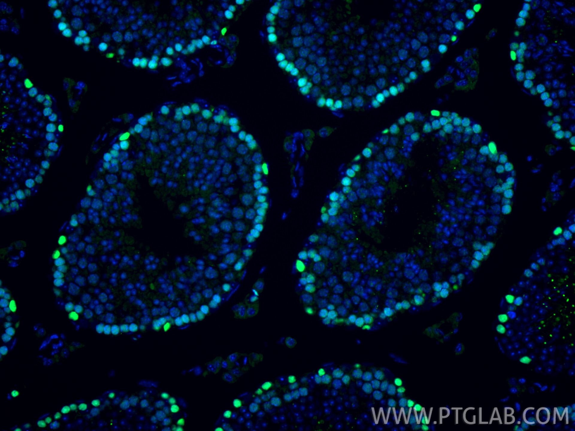 Immunofluorescence (IF) / fluorescent staining of mouse testis tissue using MCM4 Polyclonal antibody (13043-1-AP)