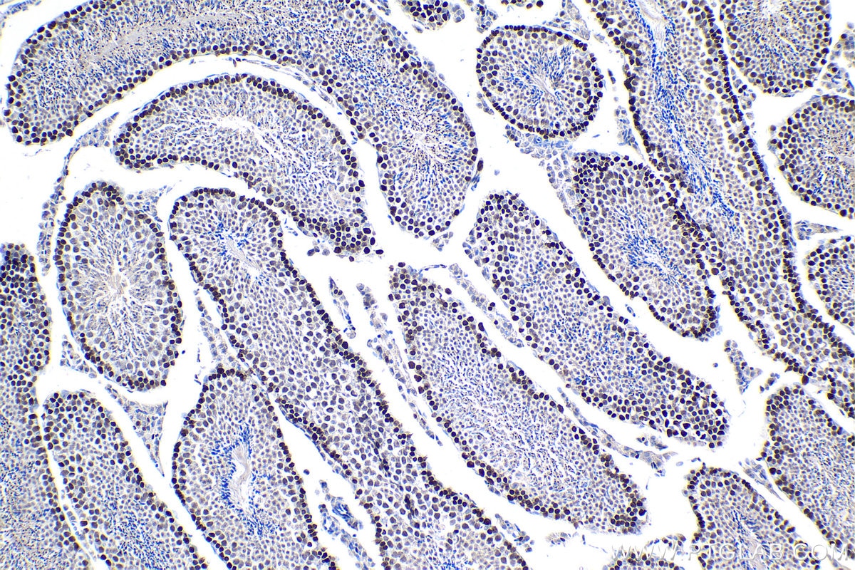 Immunohistochemistry (IHC) staining of mouse testis tissue using MCM4 Polyclonal antibody (13043-1-AP)