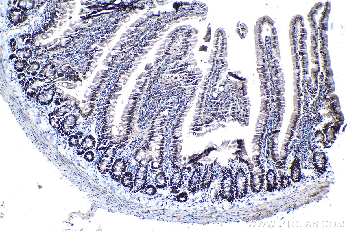 IHC staining of rat colon using 13043-1-AP