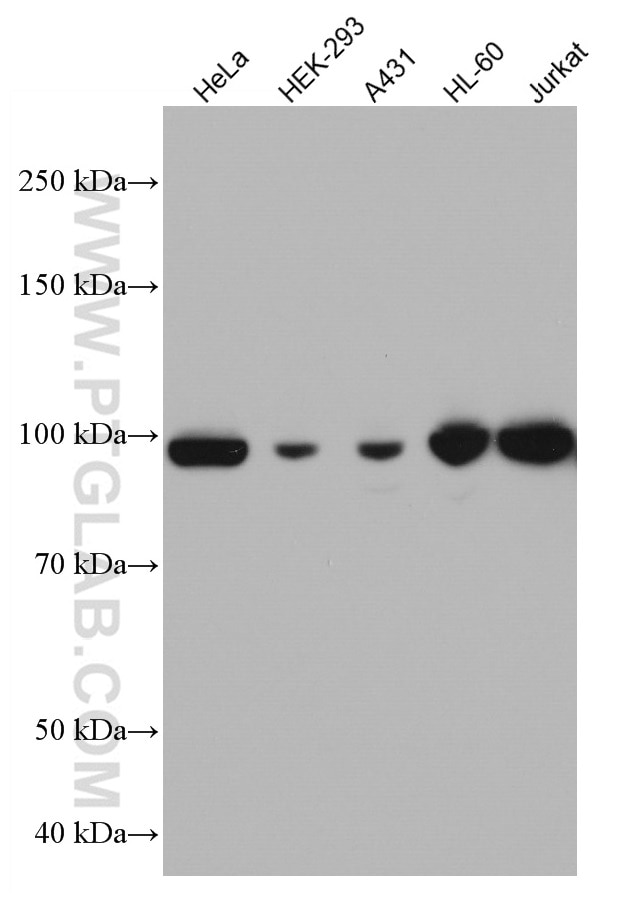 Western Blot (WB) analysis of various lysates using MCM4 Monoclonal antibody (67103-1-Ig)
