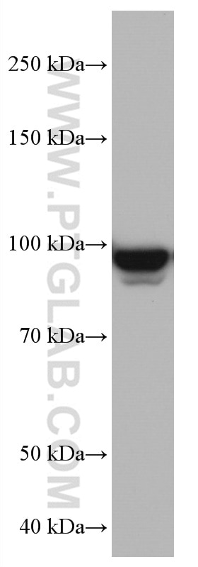Western Blot (WB) analysis of HSC-T6 cells using MCM4 Monoclonal antibody (67103-1-Ig)