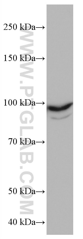 Western Blot (WB) analysis of NIH/3T3 cells using MCM4 Monoclonal antibody (67103-1-Ig)