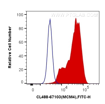 Flow cytometry (FC) experiment of HeLa cells using CoraLite® Plus 488-conjugated MCM4 Monoclonal anti (CL488-67103)