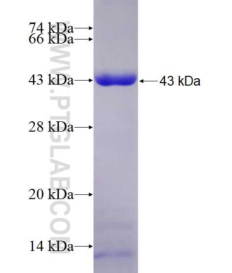 MCM4 fusion protein Ag28642 SDS-PAGE