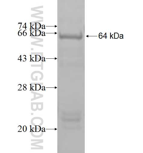 MCM4 fusion protein Ag3703 SDS-PAGE