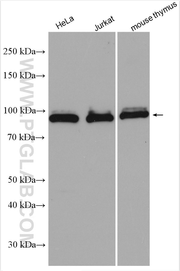 Western Blot (WB) analysis of various lysates using MCM5 Polyclonal antibody (11703-1-AP)