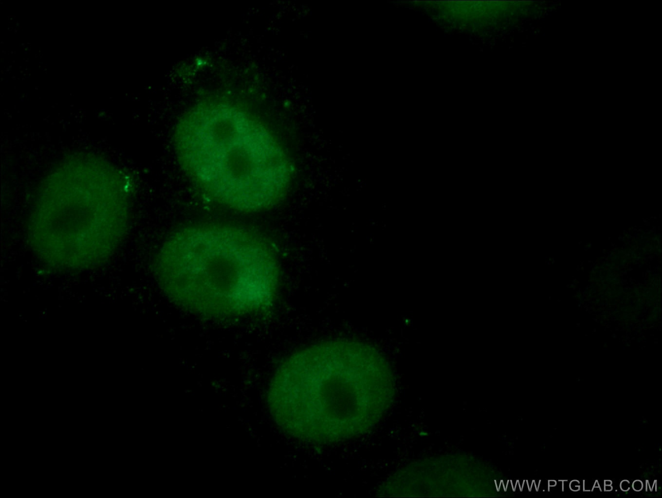 Immunofluorescence (IF) / fluorescent staining of HepG2 cells using MCM5 Monoclonal antibody (67049-1-Ig)