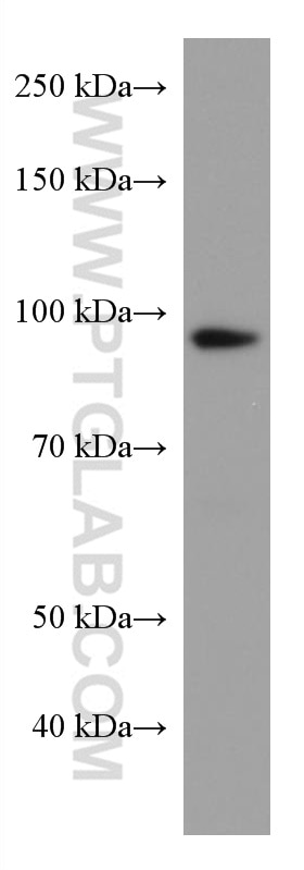 Western Blot (WB) analysis of A375 cells using MCM5 Monoclonal antibody (67049-1-Ig)