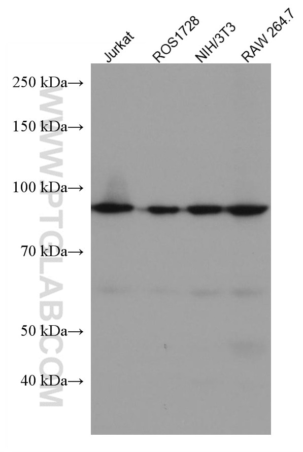 Western Blot (WB) analysis of various lysates using MCM5 Monoclonal antibody (67049-1-Ig)