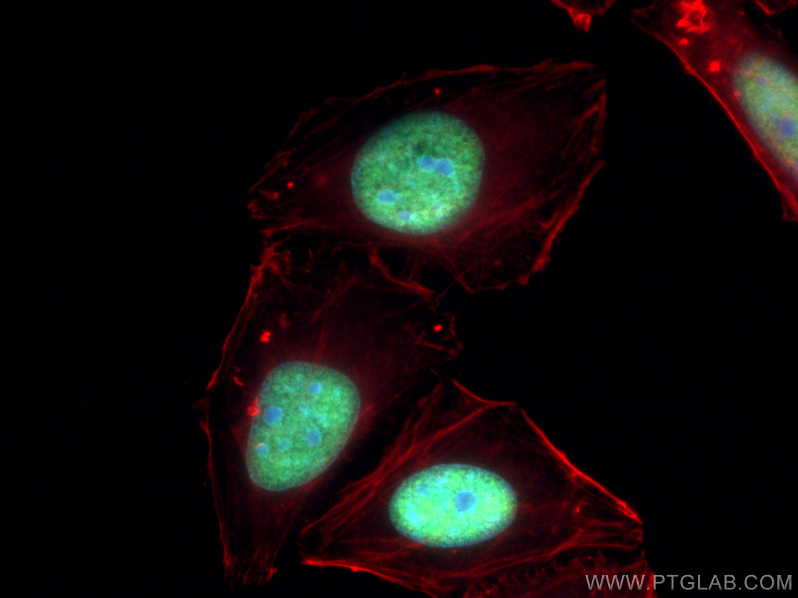 Immunofluorescence (IF) / fluorescent staining of HepG2 cells using MCM6 Monoclonal antibody (67989-1-Ig)