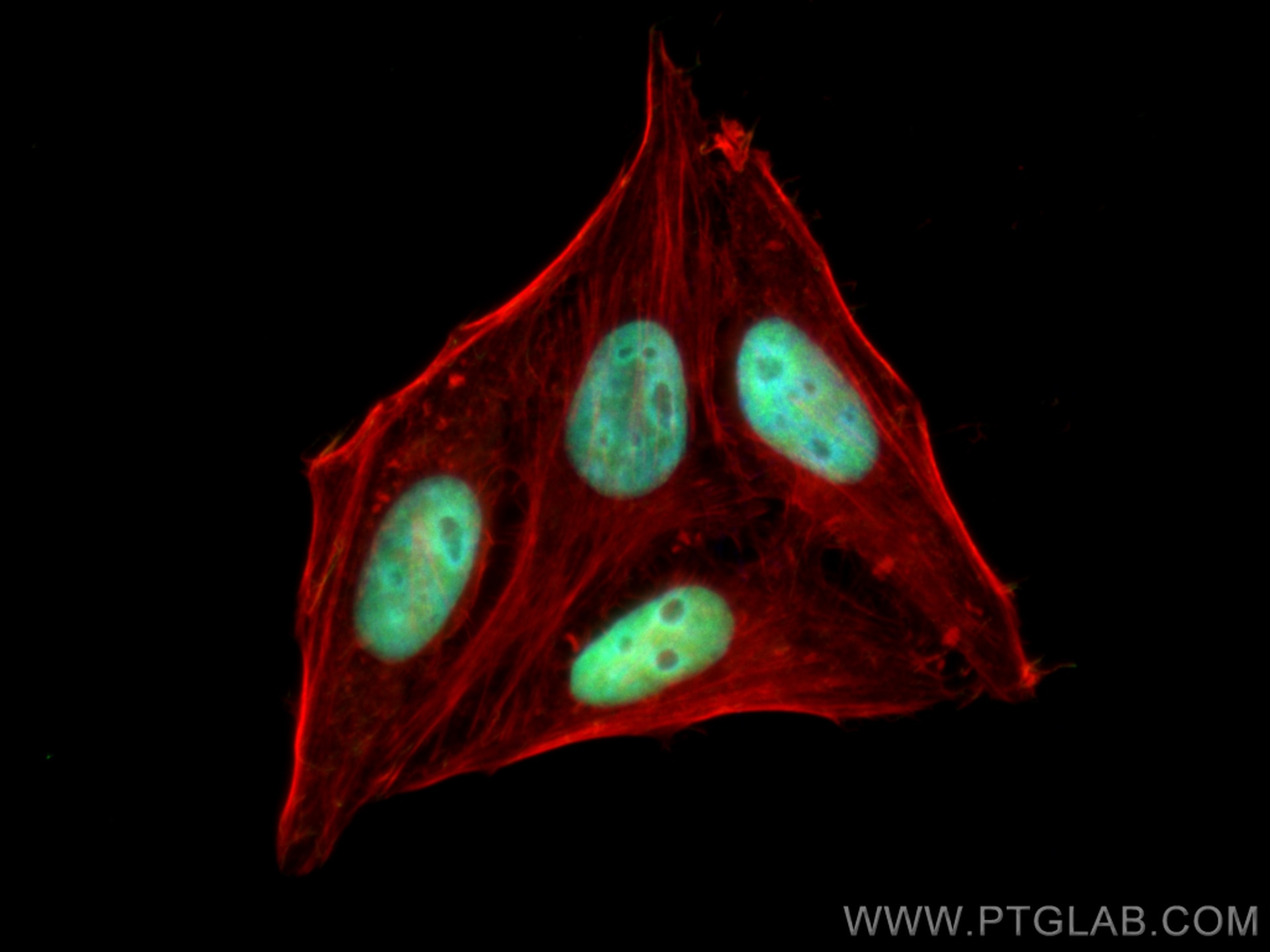 Immunofluorescence (IF) / fluorescent staining of HepG2 cells using MCM6 Monoclonal antibody (67989-1-Ig)