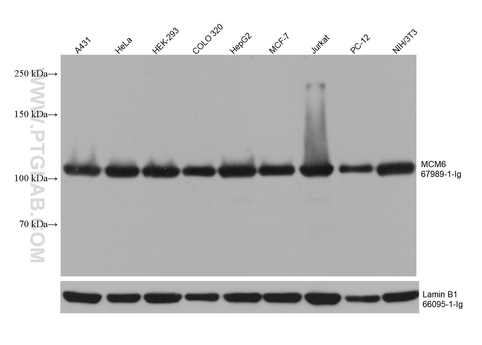 Western Blot (WB) analysis of various lysates using MCM6 Monoclonal antibody (67989-1-Ig)