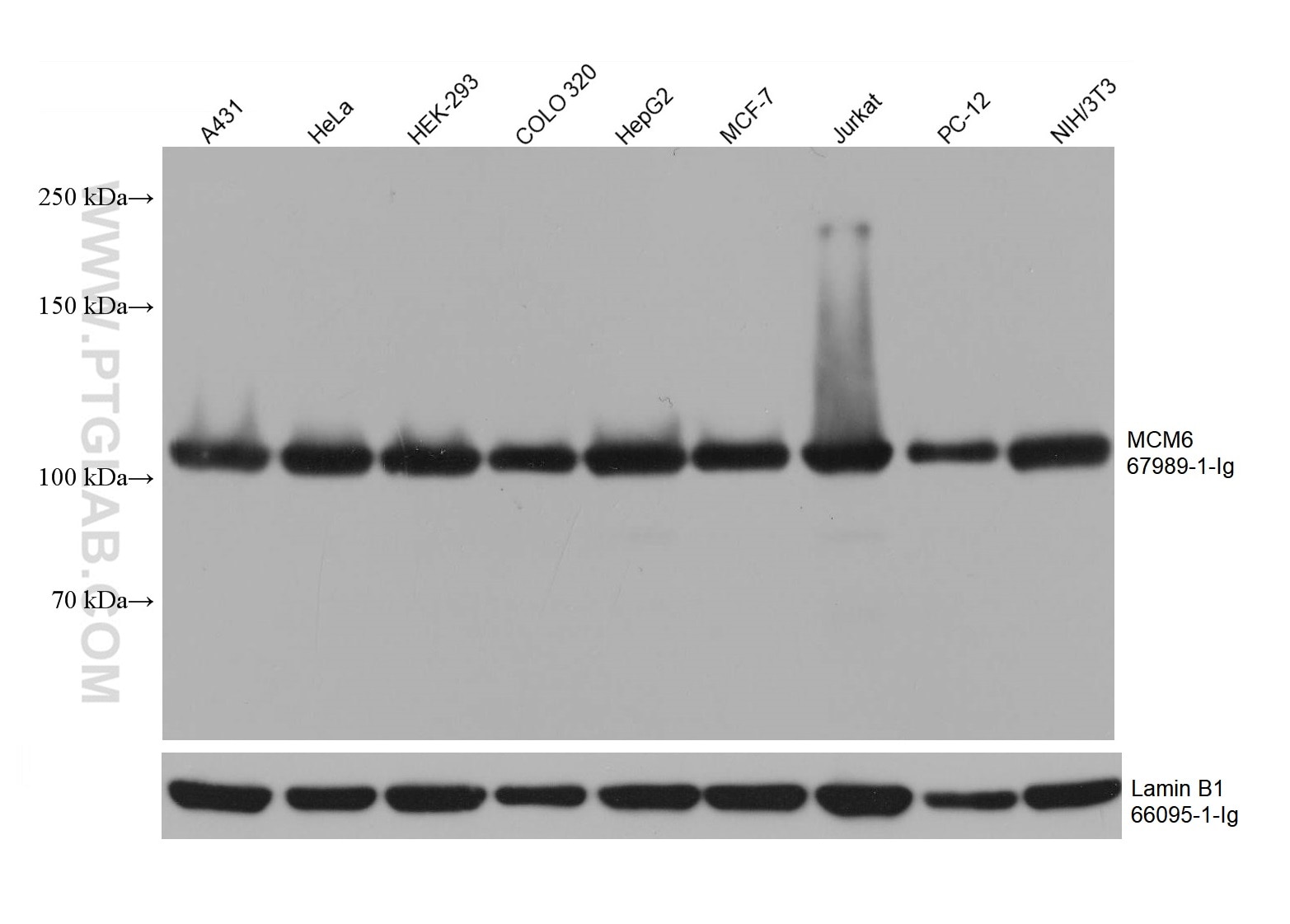 WB analysis using 67989-1-Ig