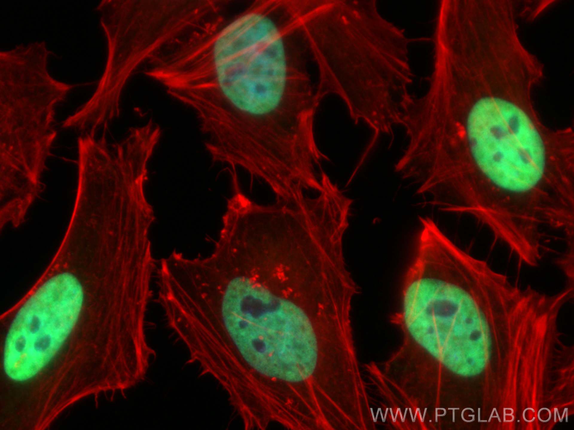Immunofluorescence (IF) / fluorescent staining of HeLa cells using CoraLite® Plus 488-conjugated MCM6 Polyclonal anti (CL488-13347)