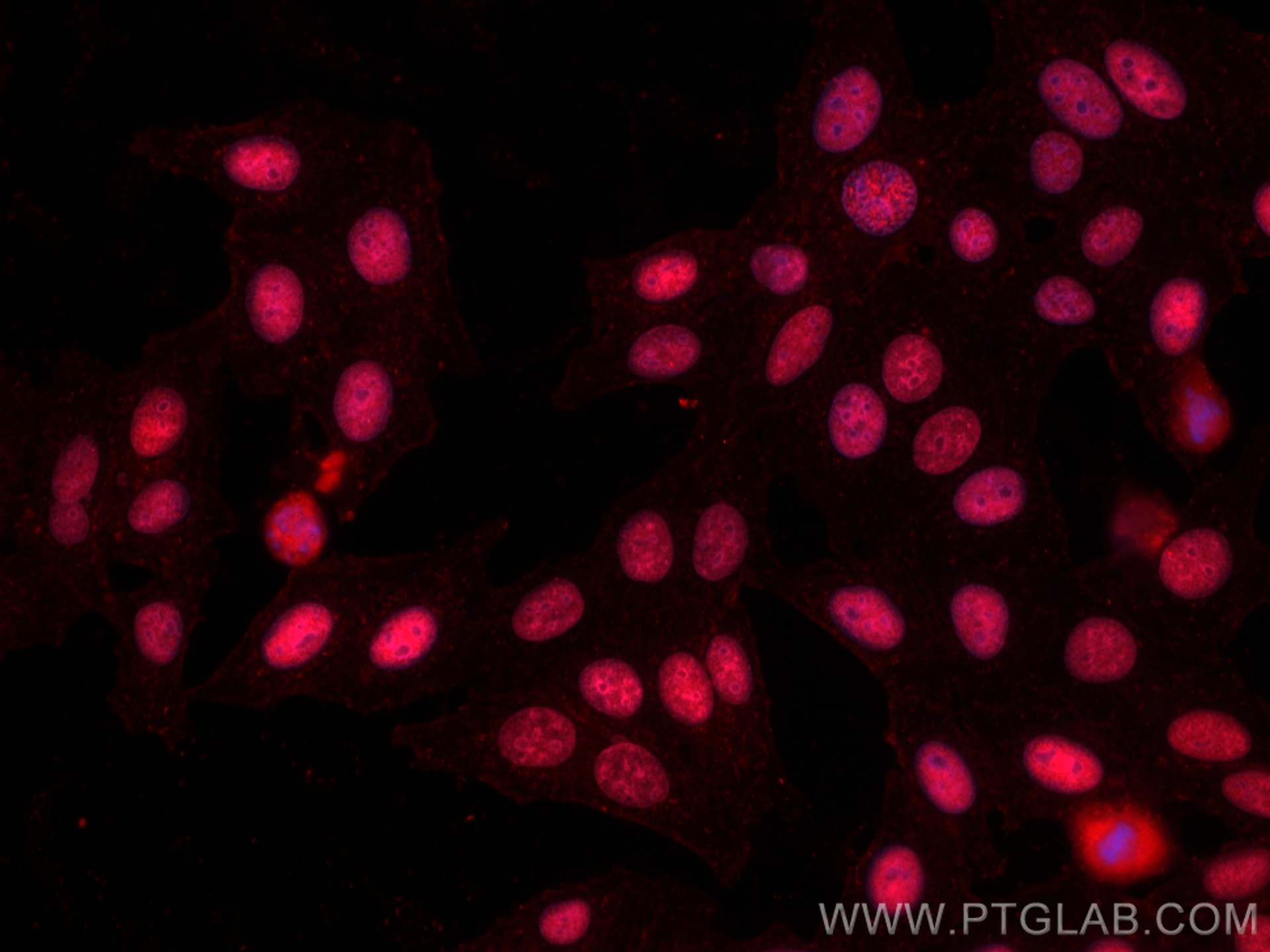 Immunofluorescence (IF) / fluorescent staining of HepG2 cells using CoraLite®594-conjugated MCM6 Monoclonal antibody (CL594-67989)